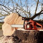 Élaguer un arbre trentenaire en limite de propriété : la réglementation