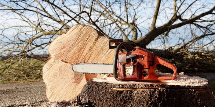 Élaguer un arbre trentenaire en limite de propriété : la réglementation