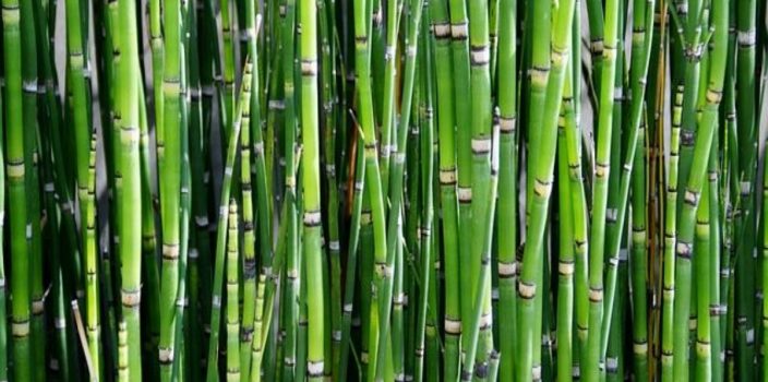 Comment installer une haie de bambous : mise en œuvre et prix