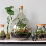 Les meilleures plantes à cultiver dans un terrarium‍