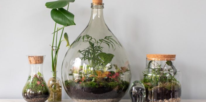 Les meilleures plantes à cultiver dans un terrarium‍