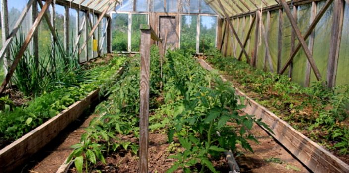 3 astuces efficaces pour protéger vos plants de tomates des écureuils