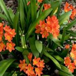 Quand et comment rempoter un clivia ?