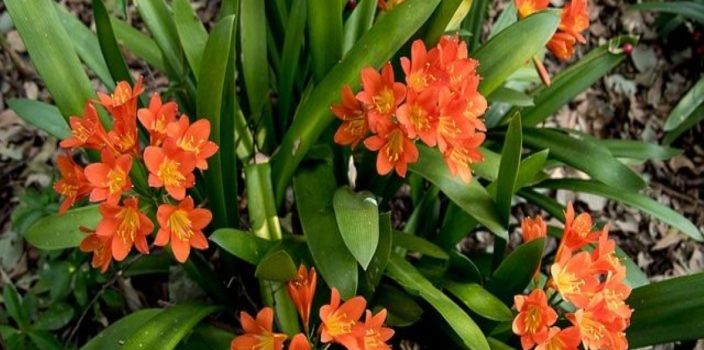 Quand et comment rempoter un clivia ?