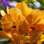 Le guide ultime des soins de l’Oncidium : des conseils pour garder votre plante saine et luxuriante !