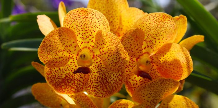 Le guide ultime des soins de l’Oncidium : des conseils pour garder votre plante saine et luxuriante !