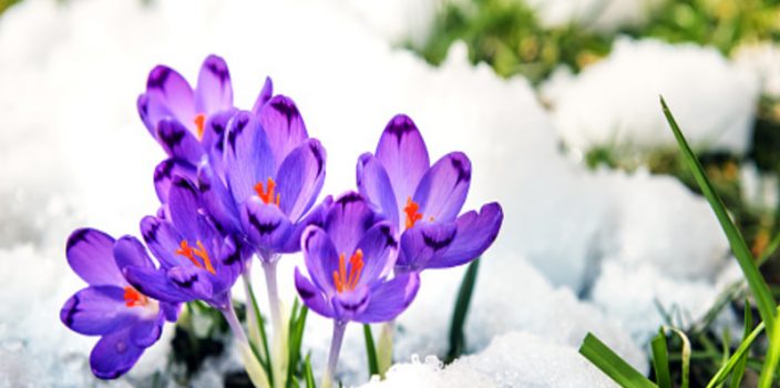 Que planter au mois de décembre ?