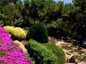 plantes jardin rocailleux