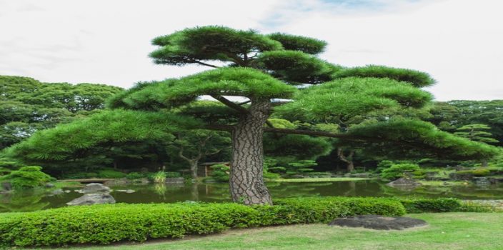 Créez un jardin écologique en quelques étapes faciles