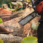 Comment se débarrasser des branches et du tronc d’un arbre une fois qu’il a été abattu ?