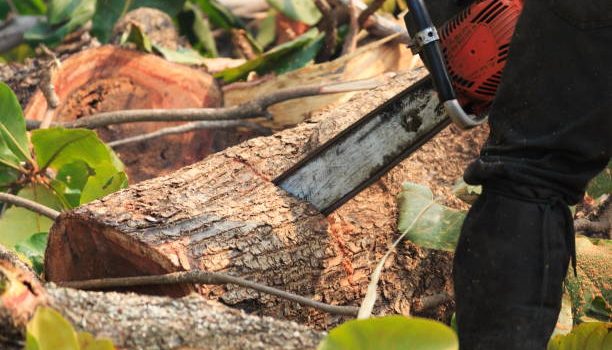 Comment se débarrasser des branches et du tronc d’un arbre une fois qu’il a été abattu ?