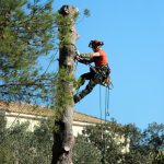 Comment prévenir les dommages aux propriétés grâce à un élagage adéquat des arbres en zones urbaines
