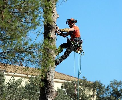 élagage d'arbre en zone urbaine