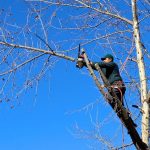 10 bonnes raisons d’émonder des arbres ornementaux