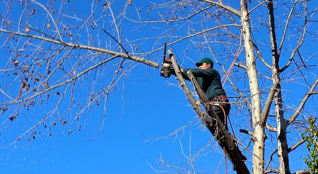 10 bonnes raisons d’émonder des arbres ornementaux