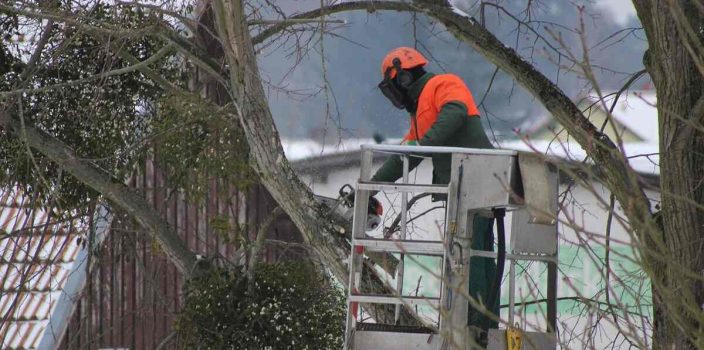 Élagage de grands arbres : quelles précautions prendre ?