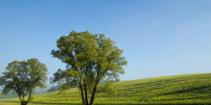 Arbres indigènes : guide de l’élagage sélectif pour la conservation