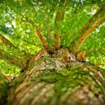 Greffage d’arbres : astuces pour un verger éclectique et productif