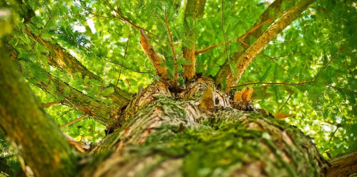 Greffage d’arbres : astuces pour un verger éclectique et productif