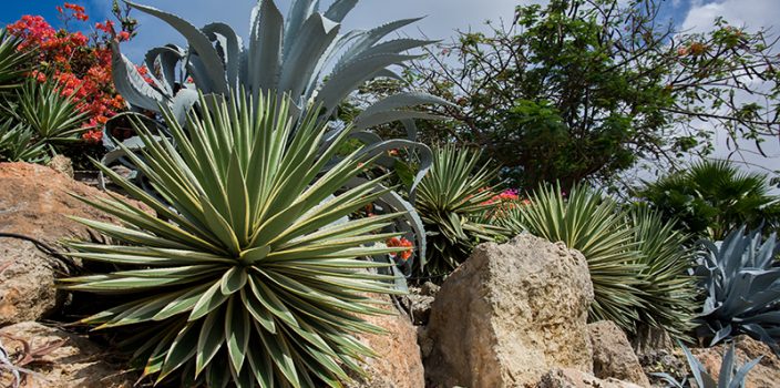 Des idées pour intégrer harmonieusement une rocaille dans votre jardin