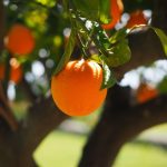 Réussir la récolte des arbres Fruitiers avec une technique de taille efficace