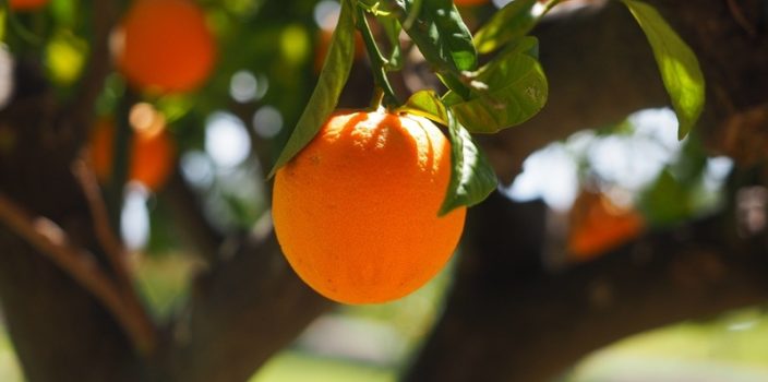 Réussir la récolte des arbres Fruitiers avec une technique de taille efficace