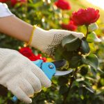 Élagage esthétique : comment façonner vos rosiers pour un jardin magnifique toute l’année ?