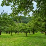 Fertilisation et irrigation : nourrir vos arbres pour leur santé