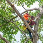 Grimper au sommet : les aventures vertigineuses des arboristes