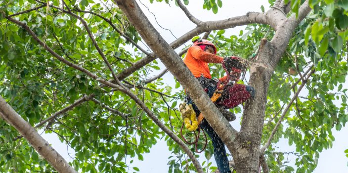 Grimper au sommet : les aventures vertigineuses des arboristes