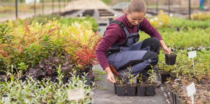 Le rôle crucial des plantes indigènes dans la préservation de l’écosystème