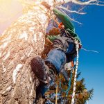 Grimper au sommet : Zoom sur les aventures vertigineuses des arboristes