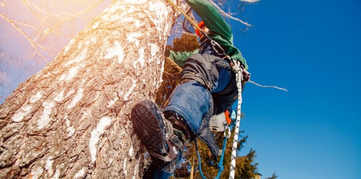 Grimper au sommet : Zoom sur les aventures vertigineuses des arboristes