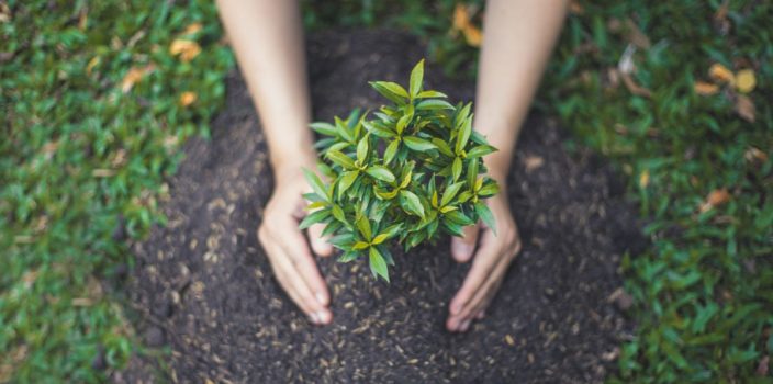 10 espèces d’arbres idéales pour le reboisement