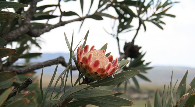 Comment concevoir un jardin durable avec des plantes indigènes ?