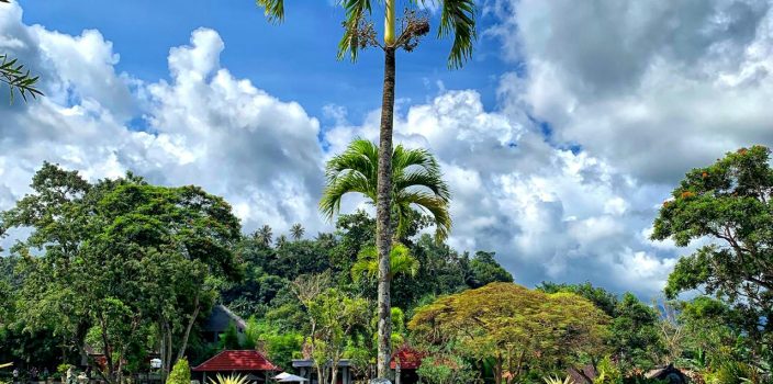 bassin de jardin