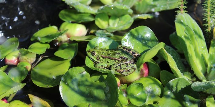 Préservation de l’écosystème local : Rôle crucial des plantes indigènes