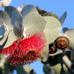 Créez un jardin durable avec des plantes indigènes : conseils et idées inspirantes pour débutants et experts