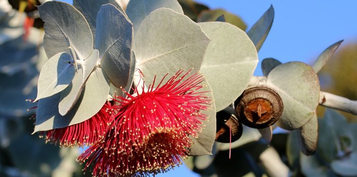 Créez un jardin durable avec des plantes indigènes : conseils et idées inspirantes pour débutants et experts