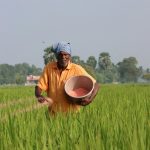 Utilisez la poudre d’os pour garder votre sol fertile