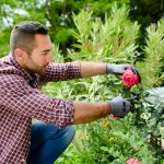 Revitalisation des plantes : ravivez votre jardin en propageant des variétés anciennes