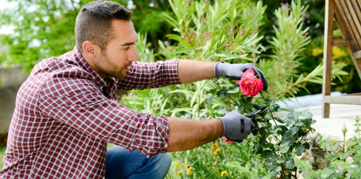 Revitalisation des plantes : ravivez votre jardin en propageant des variétés anciennes