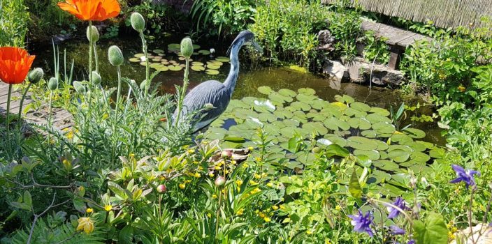 Berges et biodiversité : comment favoriser la faune et la flore près de chez vous ?