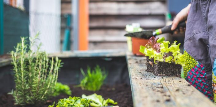 Conseils d’experts pour une rotation des cultures réussie : assurer la durabilité de votre potager