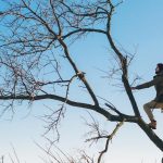Service d’élagage : des solutions personnalisées pour chaque type d’arbre