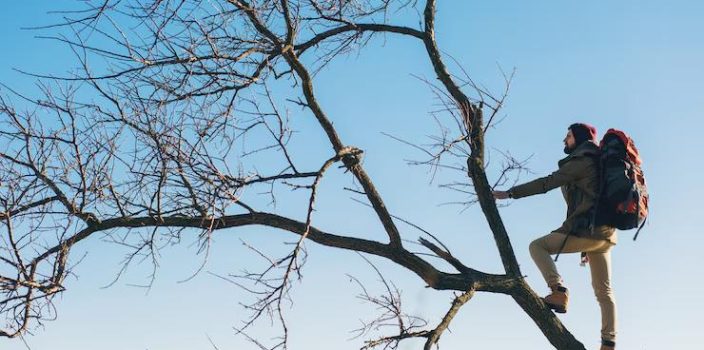 Service d’élagage : des solutions personnalisées pour chaque type d’arbre