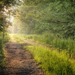 Aménager une allée de jardin : comment choisir les pierres naturelles idéales ?