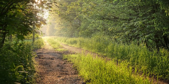 Aménager une allée de jardin : comment choisir les pierres naturelles idéales ?